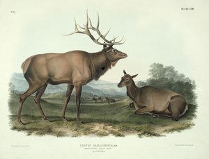 Cervus Canadensis（美国麋鹿，Wapiti鹿），来自&39;Quadrupeds of North America&39;的62号板，由John T. Bowen（1801-c.1856）雕刻，1845年 作者 约翰·詹姆斯·奥杜邦